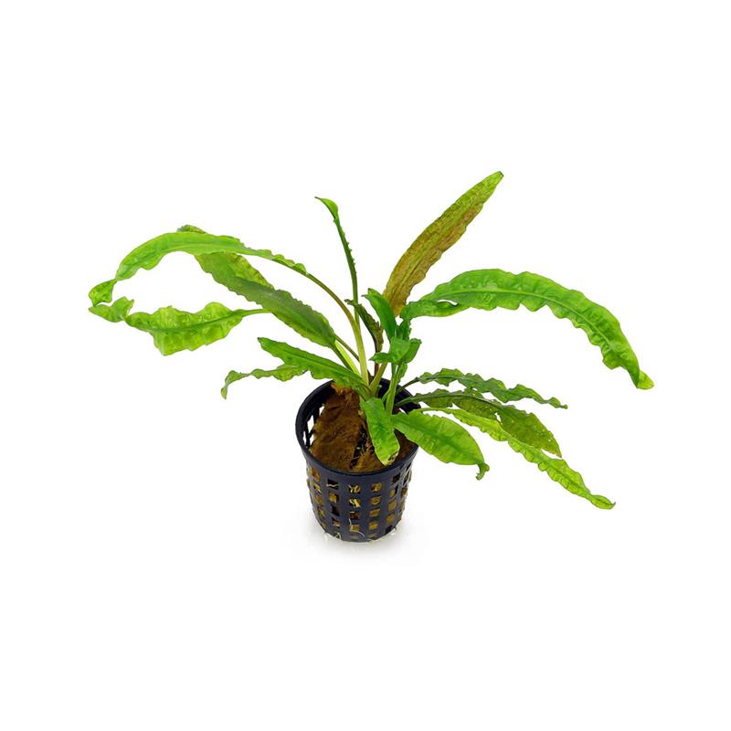 Planta acvariu Cryptocoryne Crispatula Balansae Stoffels - imagine 4